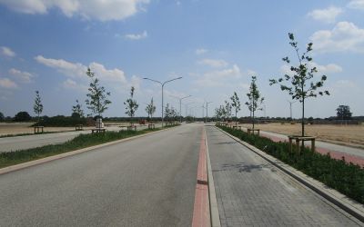 Straßenbäume