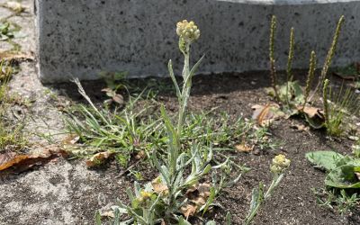 Gelbweiße Strohblume